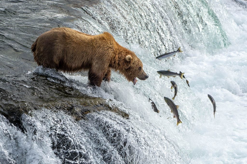Brown bear catching leaping salmon at a waterfall