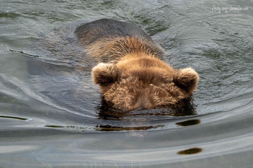 Brown bear submerging its head in water while fishing