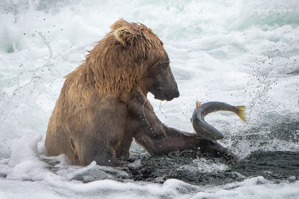 Brown bear catching a fish in turbulent water