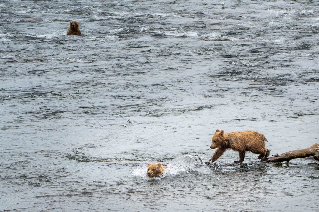 Bear cubs playing in a river while one swims and another runs along a log