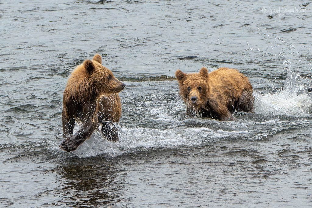 Two bear cubs splashing in a river while playing