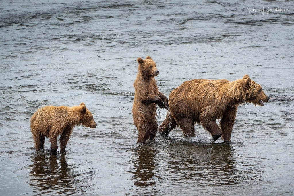 Mother bear leading two cubs through a shallow river.
