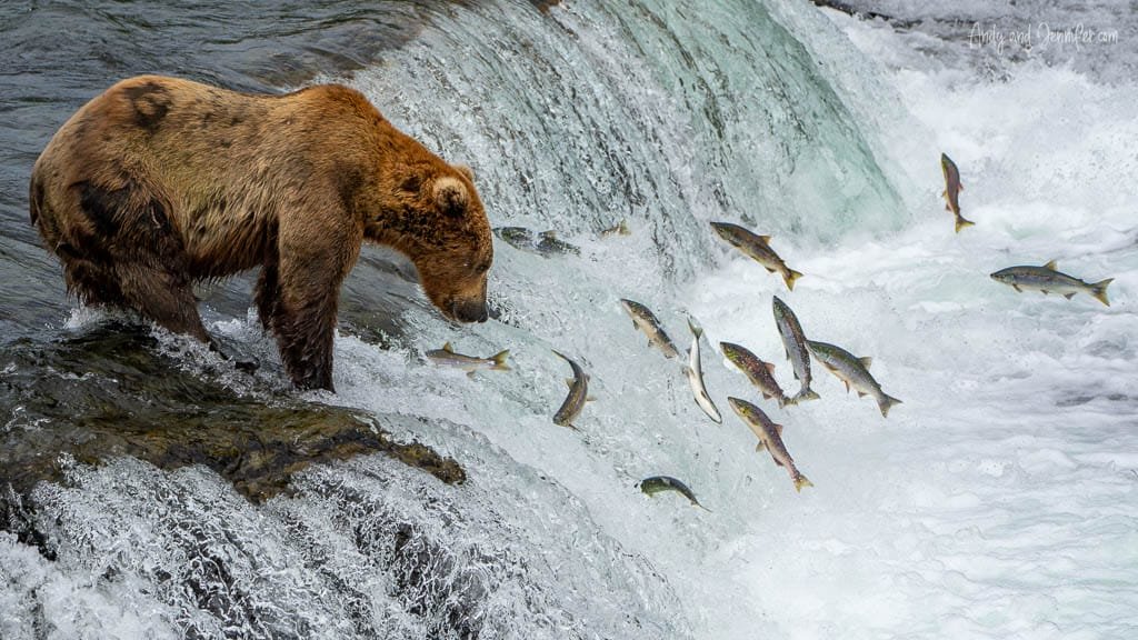 Brown bear standing on a waterfall as salmon leap upstream