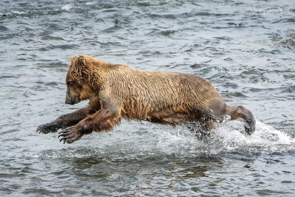 Brown bear leaping through shallow water while hunting