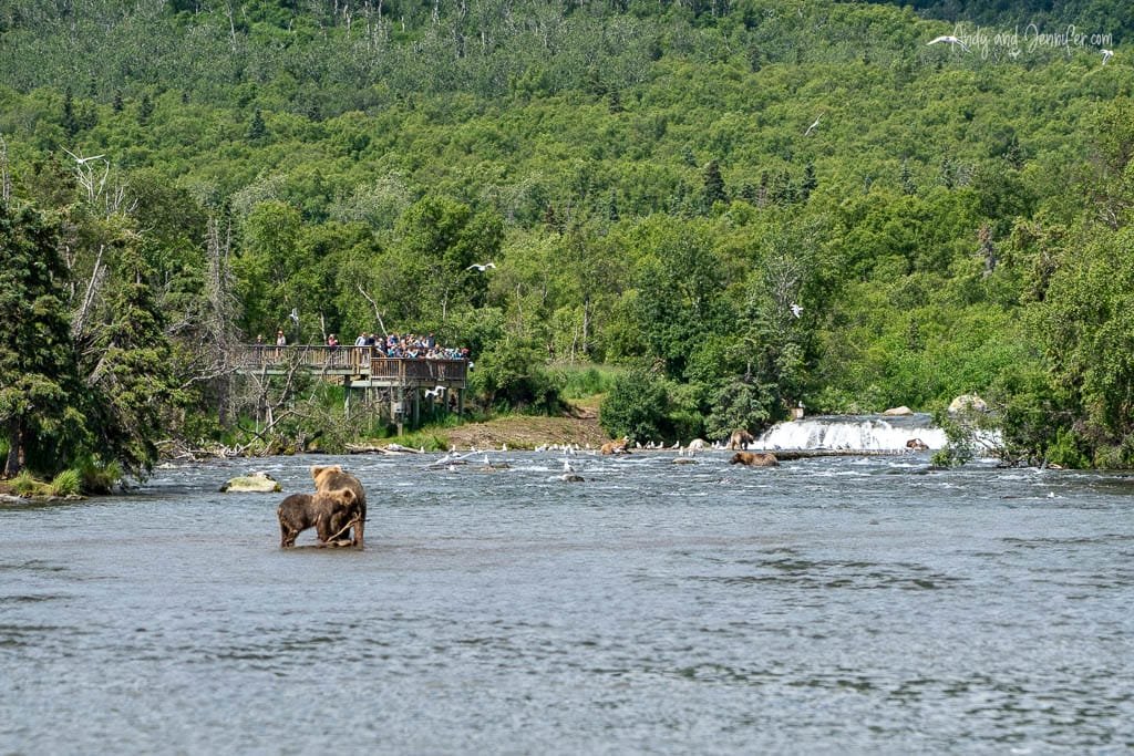 Bears fishing in a river while tourists watch from a viewing platform.