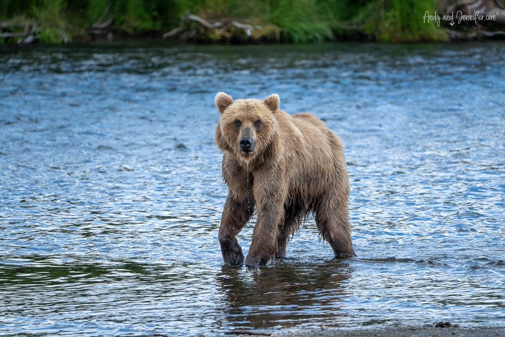 Brown bear standing in shallow water, facing forward