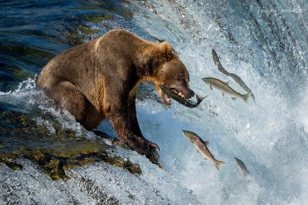 Brown bear catching a salmon amid leaping fish at a waterfall
