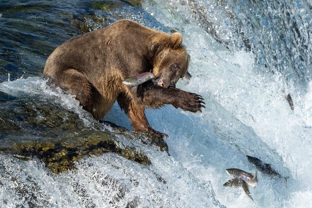 Brown bear catching a salmon in its mouth while standing on a waterfall