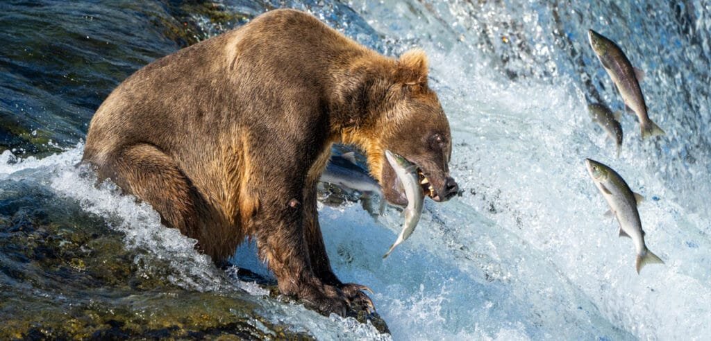Brown bear catching salmon at waterfall