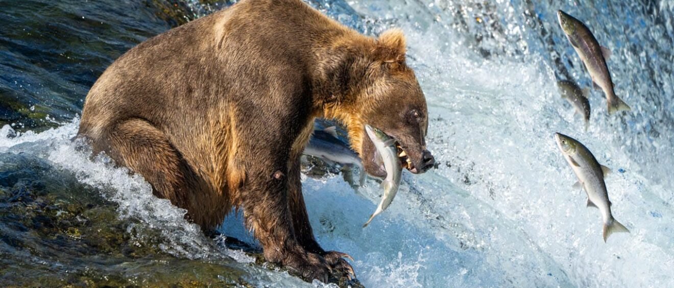 Brown bear catching salmon at waterfall