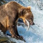 Brown bear catching salmon at waterfall