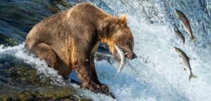 Brown bear catching salmon at waterfall