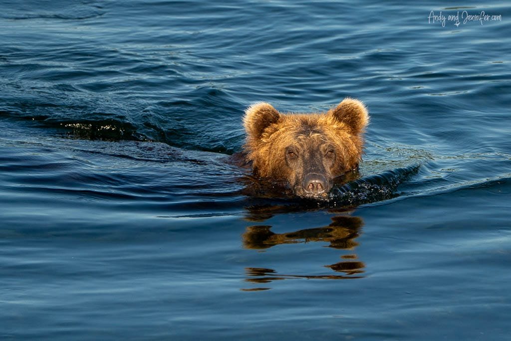 Brown bear swimming in calm blue water