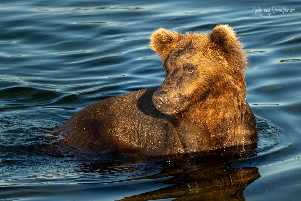 Brown bear wading in water, looking to the side