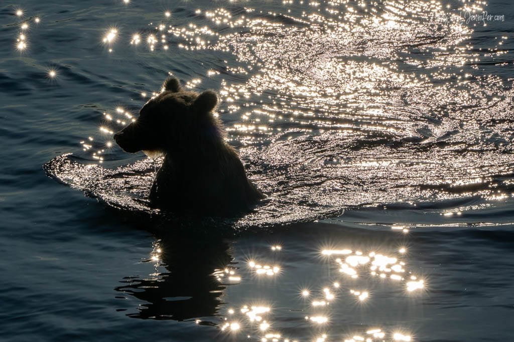 Silhouette of a brown bear swimming in sparkling water