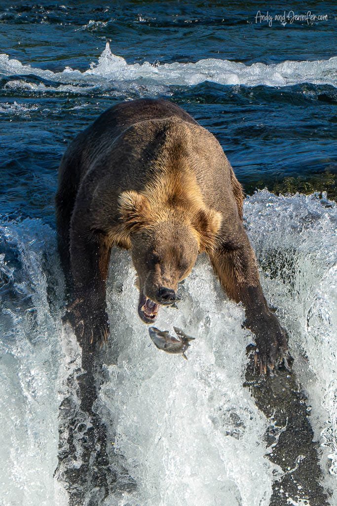 Brown bear catching a fish at the top of a waterfall.
