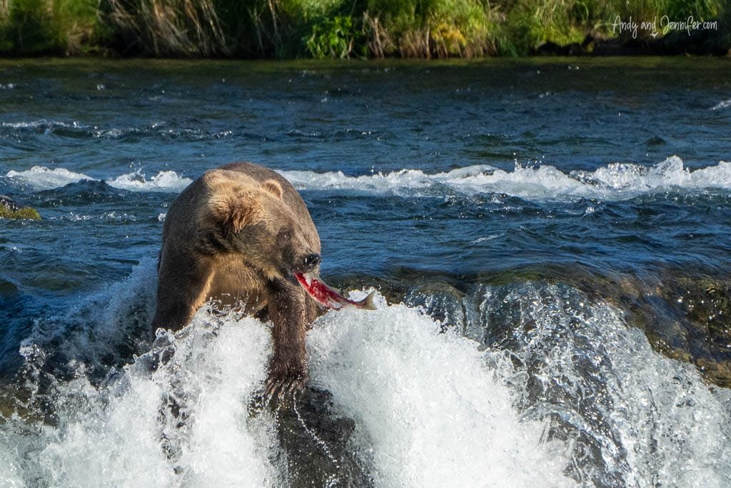Brown bear catching a red salmon at the top of a small waterfall
