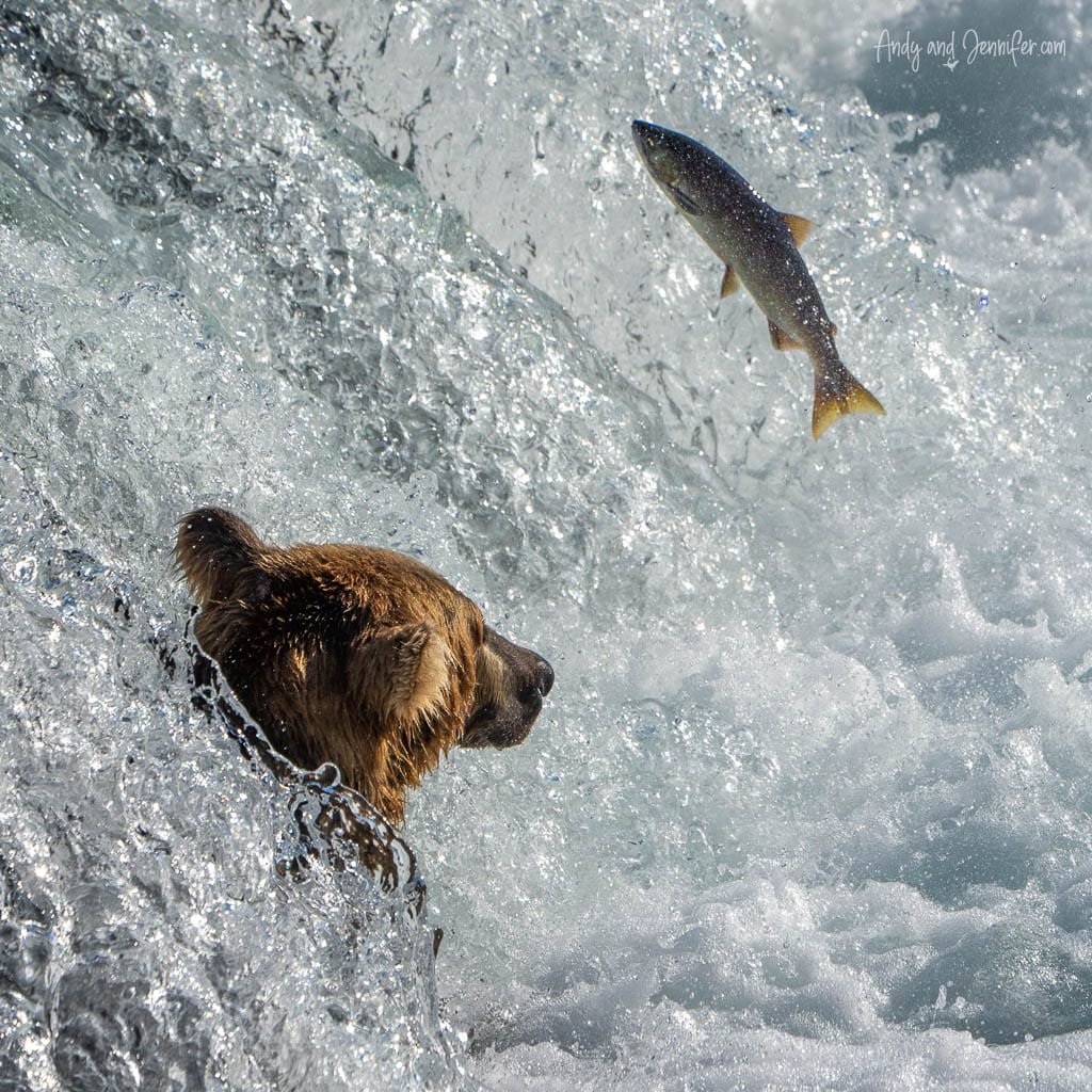 Bear watching a salmon leap in rushing water