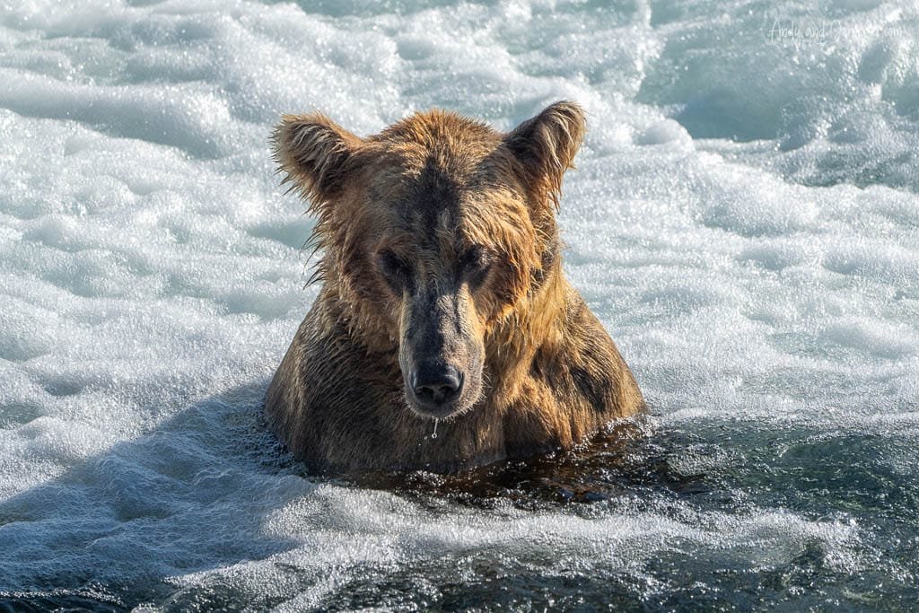 Brown bear sitting in frothy river water