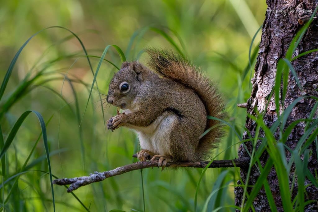Squirrel perched on a branch, nibbling food in a grassy forest