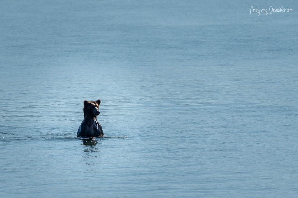 Brown bear standing upright in calm blue water