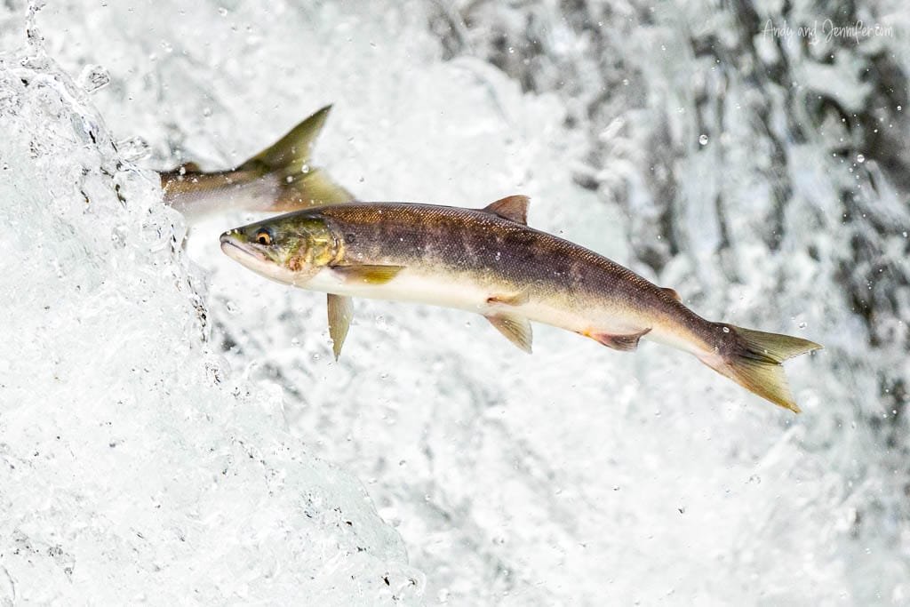 Close-up of a salmon jumping up a waterfall