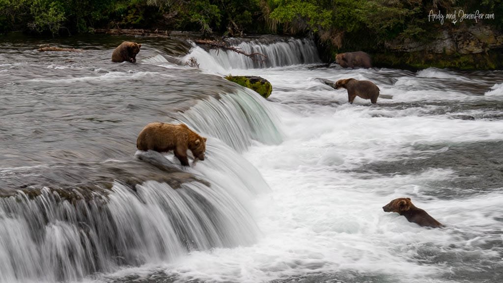 Four brown bears fishing at different spots along a waterfall