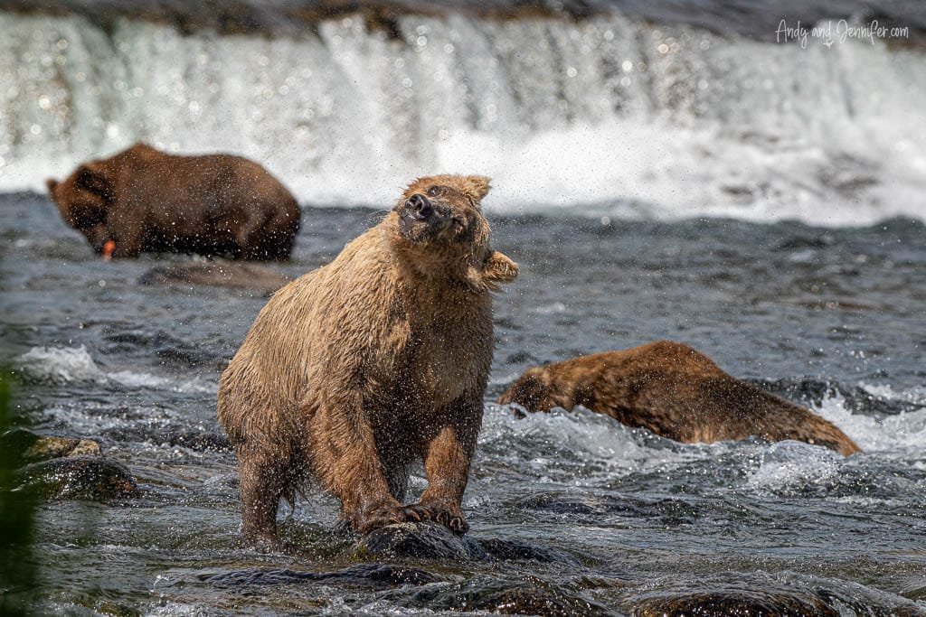 Bear shaking off water in front of a waterfall, with other bears nearby
