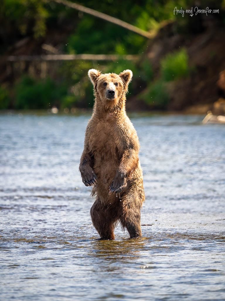 Brown bear standing upright in a river