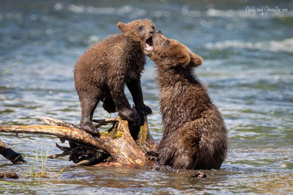 Two bear cubs playing on a riverbank log