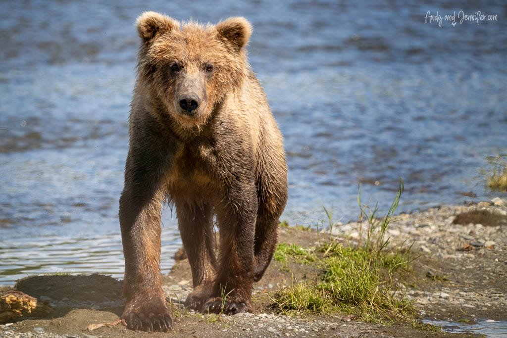 Brown bear walking toward the camera on a riverbank