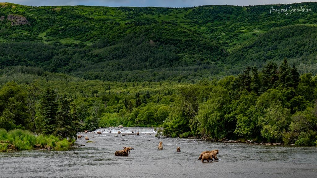 Several brown bears fishing in a river with a waterfall in the background