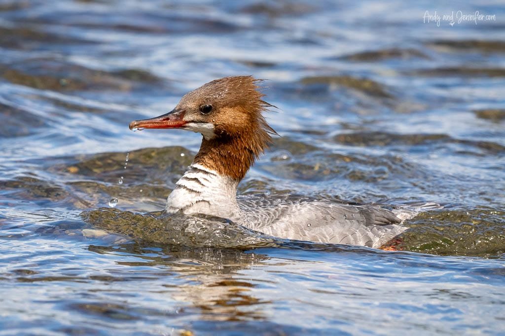 Merganser swimming in a river, with water droplets on its beak