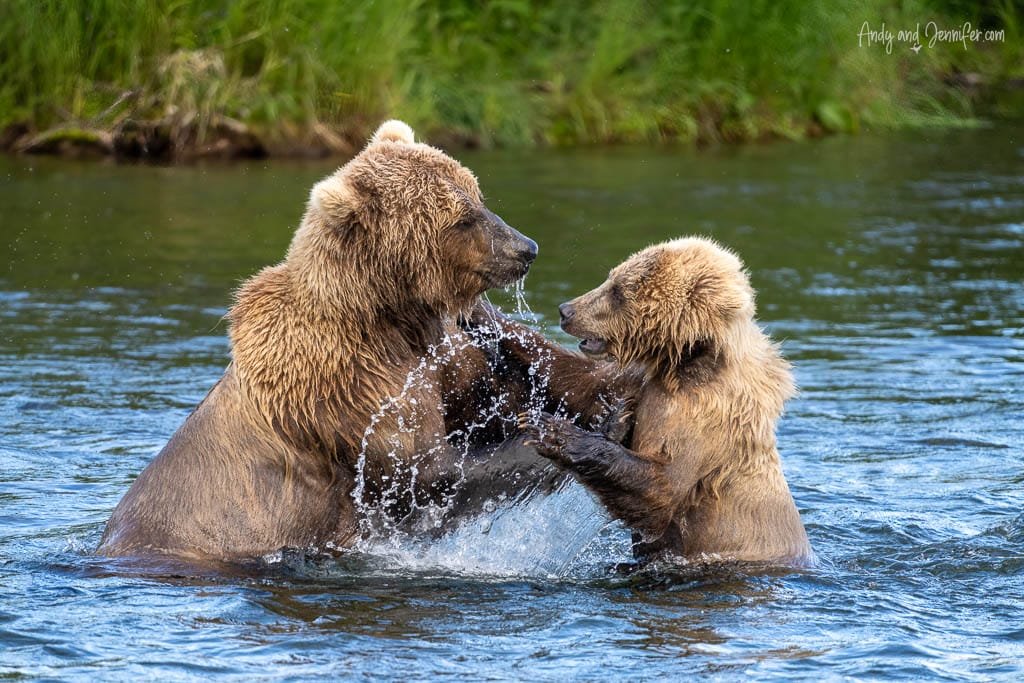 Two brown bears play-fighting in a river