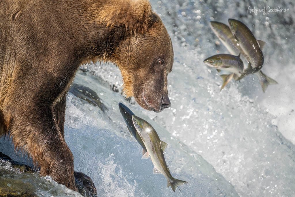 Brown bear watching leaping salmon at a waterfall