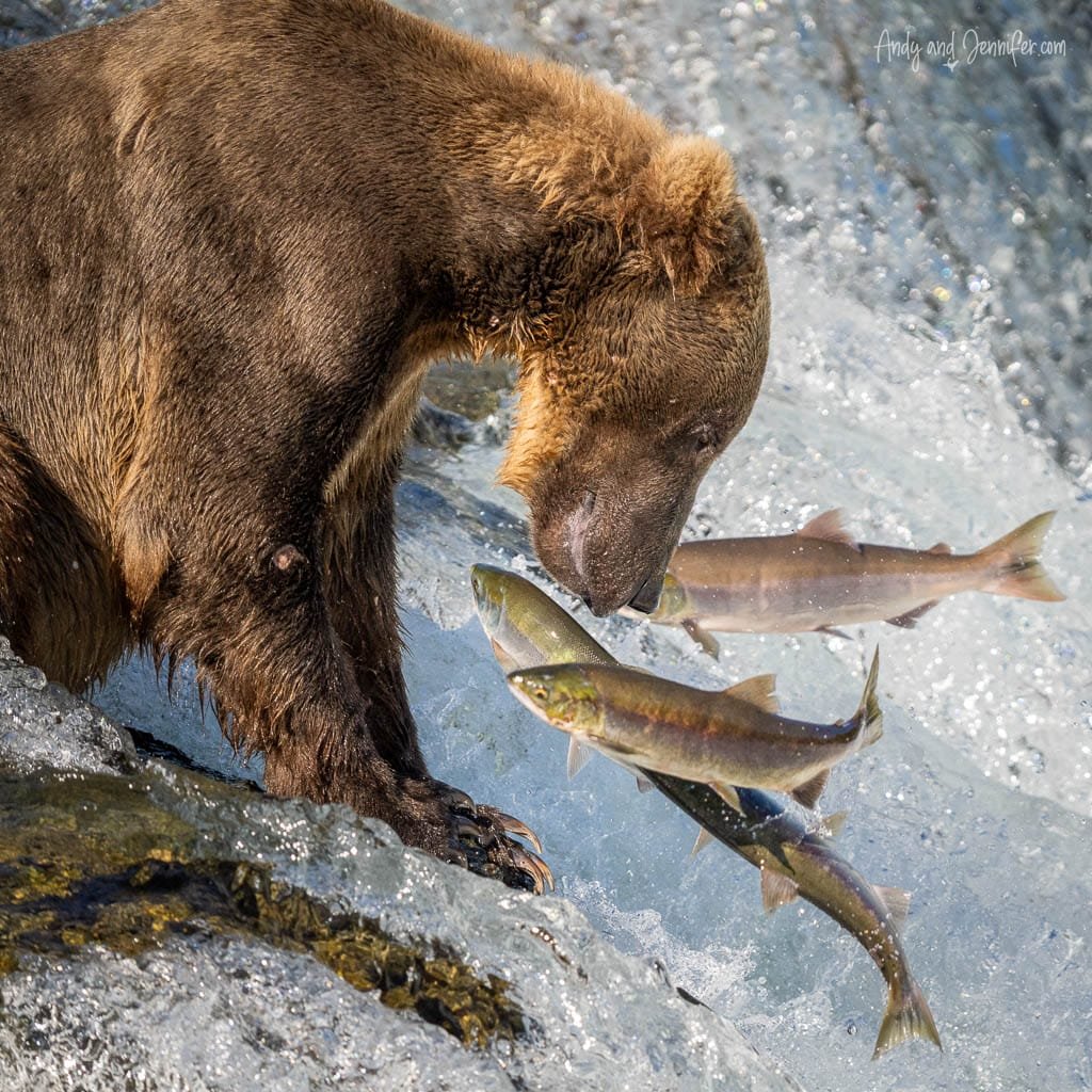 Brown bear watching closely as salmon leap up a waterfall