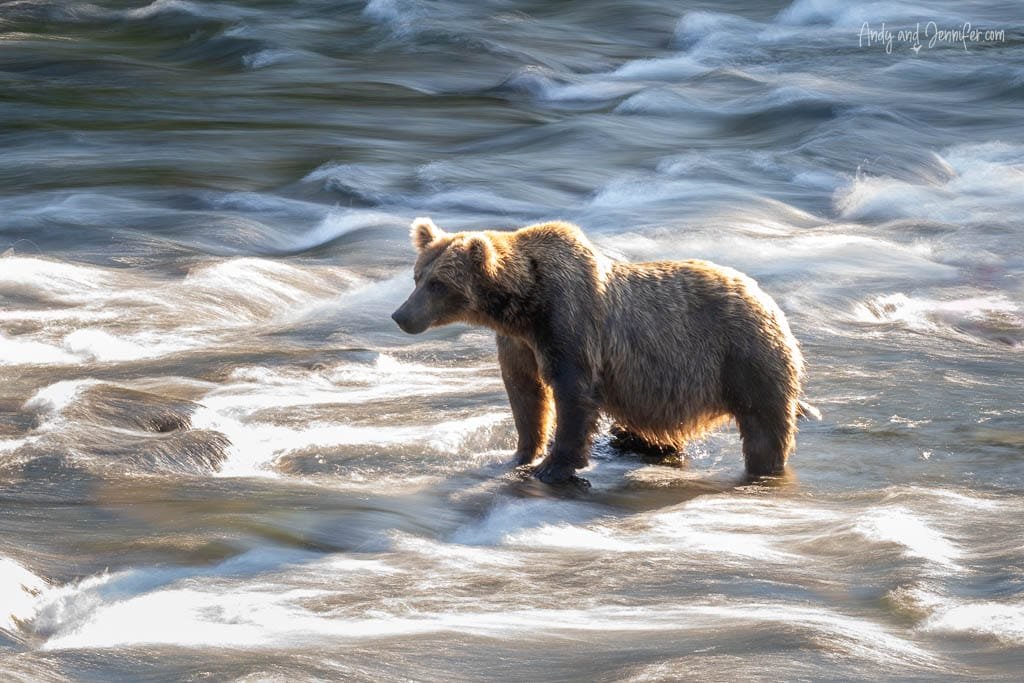 Brown bear standing in flowing river, backlit by sunlight