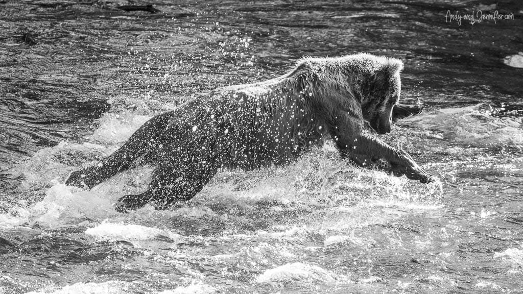 Black and white photo of brown bear splashing in a river
