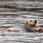 Two sea otters floating together in calm water
