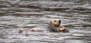 Two sea otters floating together in calm water
