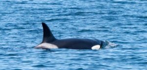Orca swimming in calm waters