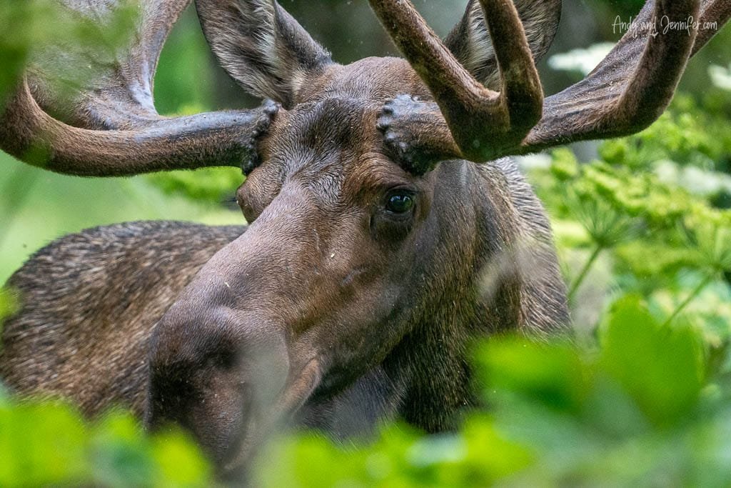Close-up of moose with large antlers in forest