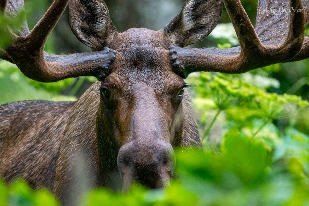 Close-up of moose with large antlers in forest