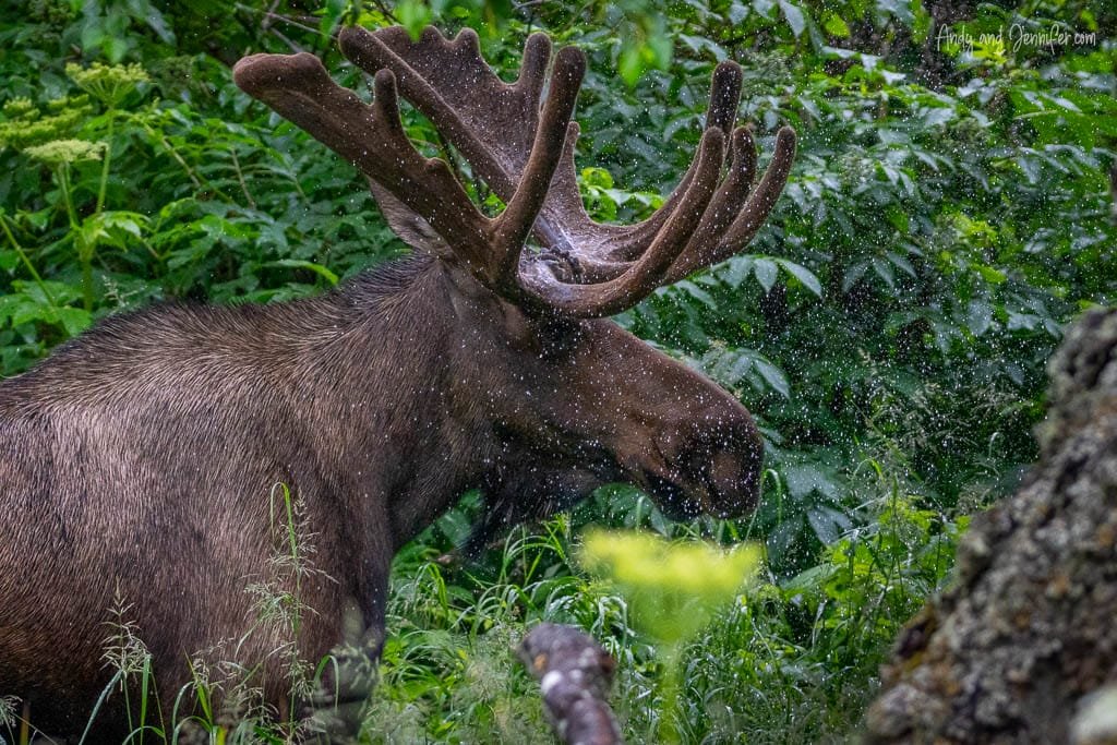 Close-up of moose with large antlers in forest