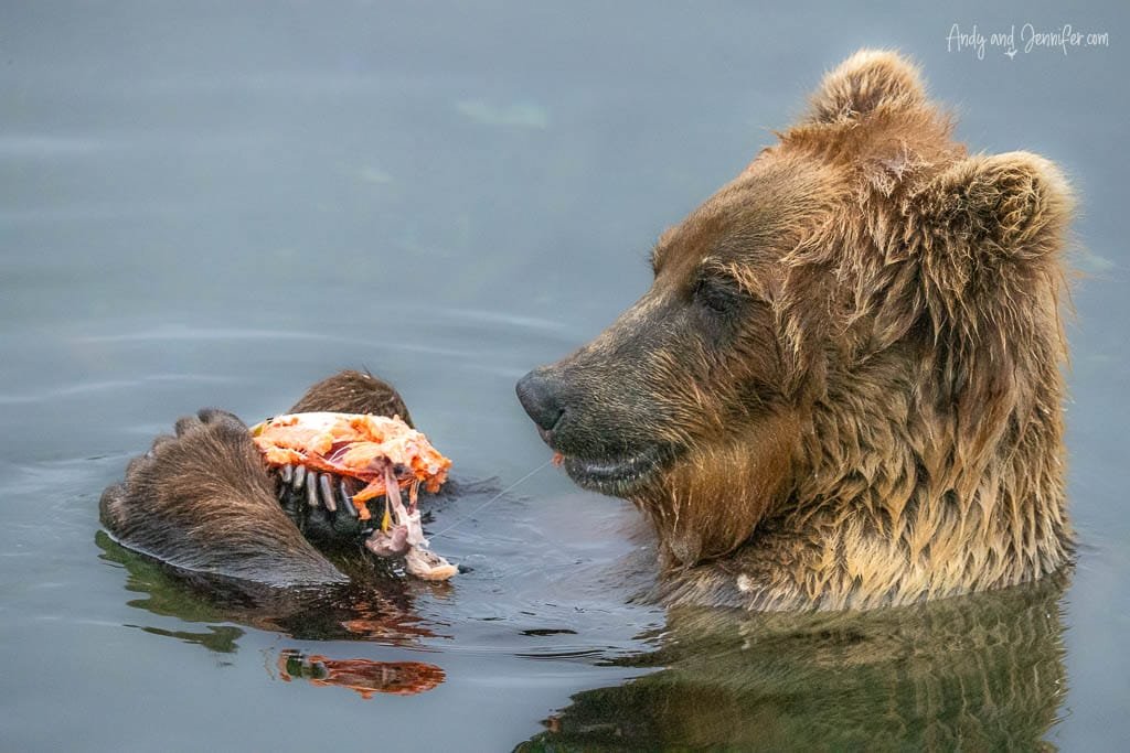 Brown bear eating fish while swimming in water