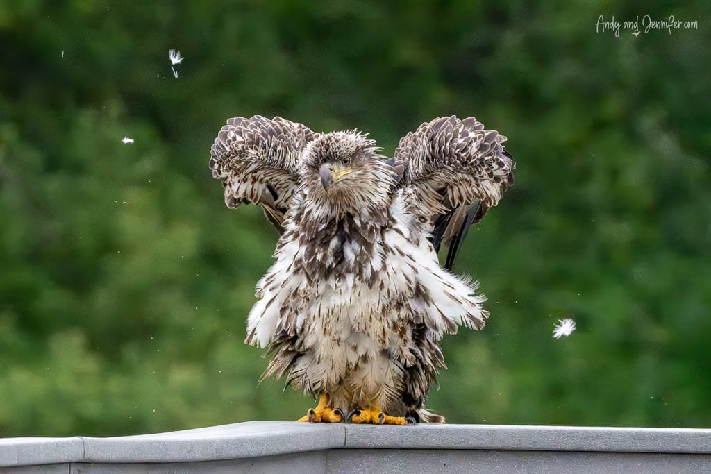 Wet juvenile eagle perched with wings partially spread, feathers ruffled