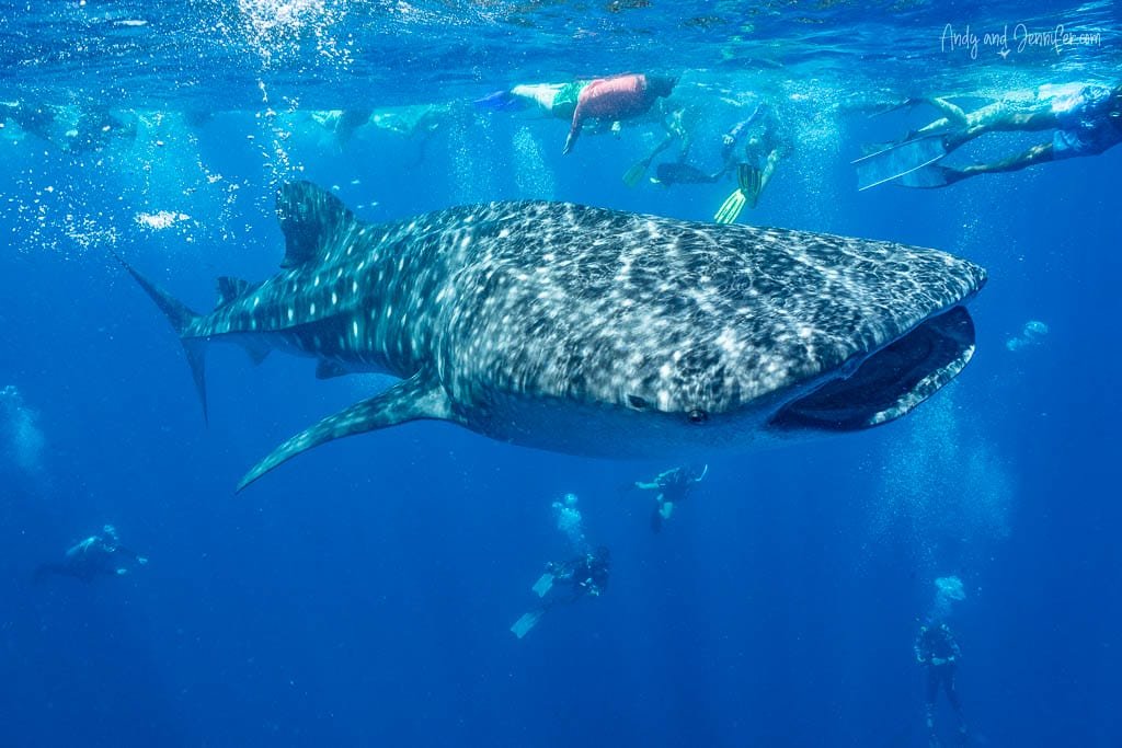 Snorkeling with whale sharks in the Maldives - whale shark surrounded by snorkelers and scuba divers