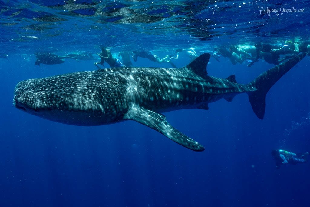 Snorkeling with whale sharks in the Maldives - whale shark surrounded by snorkelers and scuba divers