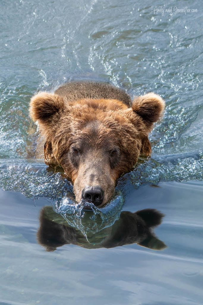 Brown bear swimming directly toward the camera