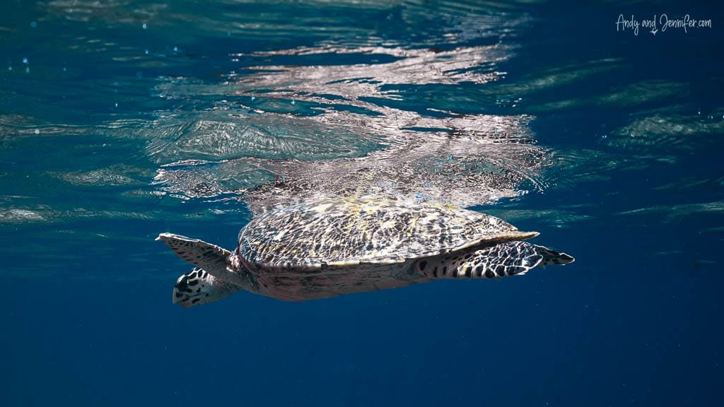 Turtle in the clear blue waters of the Maldives